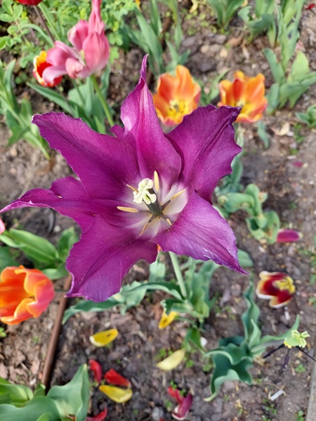 Tulipany w Serocku